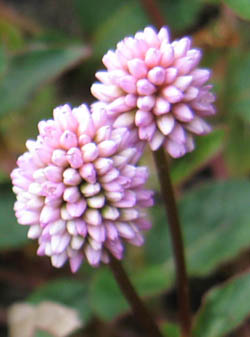 e0110940_20281723.jpg