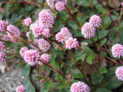 e0110940_2030173.jpg