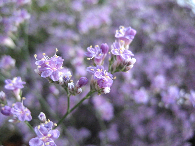 ・・・とっても小さな月の花・・・_f0089945_1116636.jpg