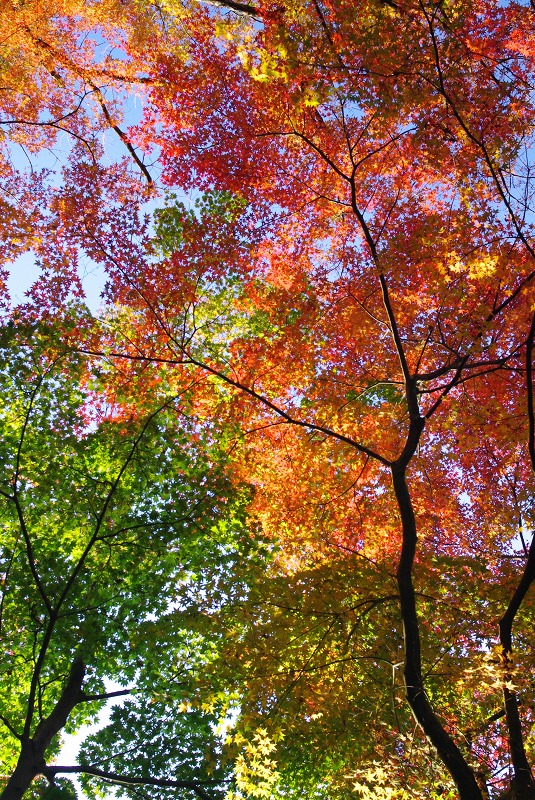 紅葉の錦 花景色 K W C Photoblog 紅葉の錦 花景色 K W C Photoblog