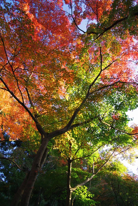紅葉の錦 花景色 K W C Photoblog 紅葉の錦 花景色 K W C Photoblog