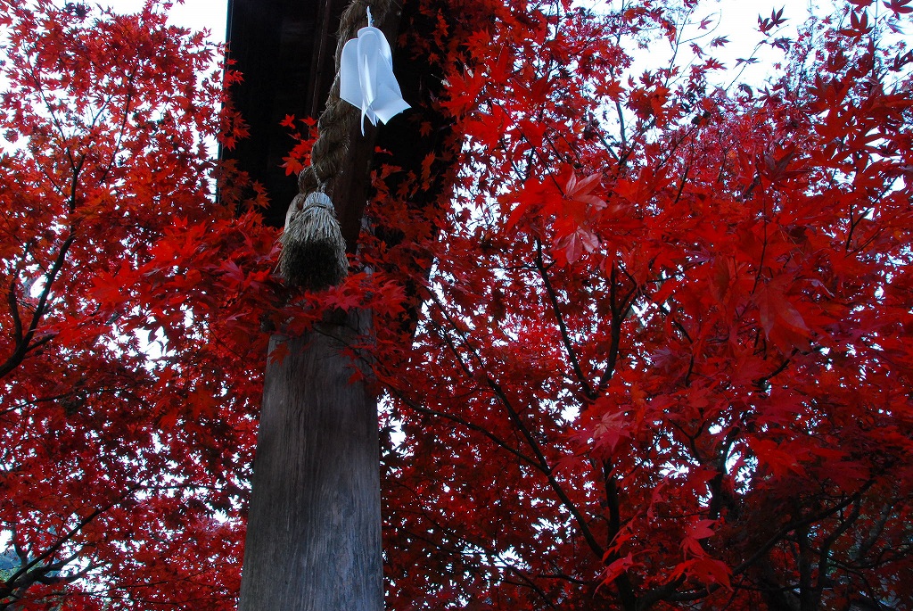 2007・11・24（土）　三原　海霧・仏通寺・御調八幡宮_f0137351_10481598.jpg