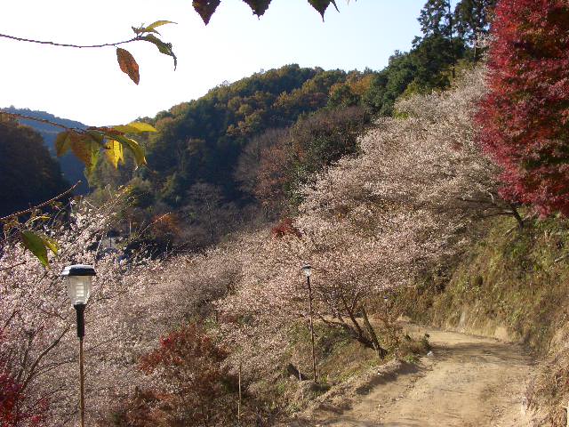 小原の四季桜　２００７．１１．２４_b0095760_2332247.jpg