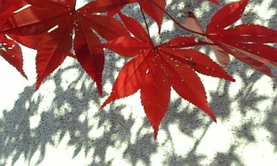 《京都速報》 大原野の紅葉１_b0112263_14185670.jpg