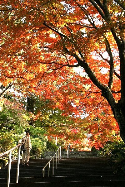 それぞれの秋、それぞれの紅葉狩り_f0103667_16194082.jpg