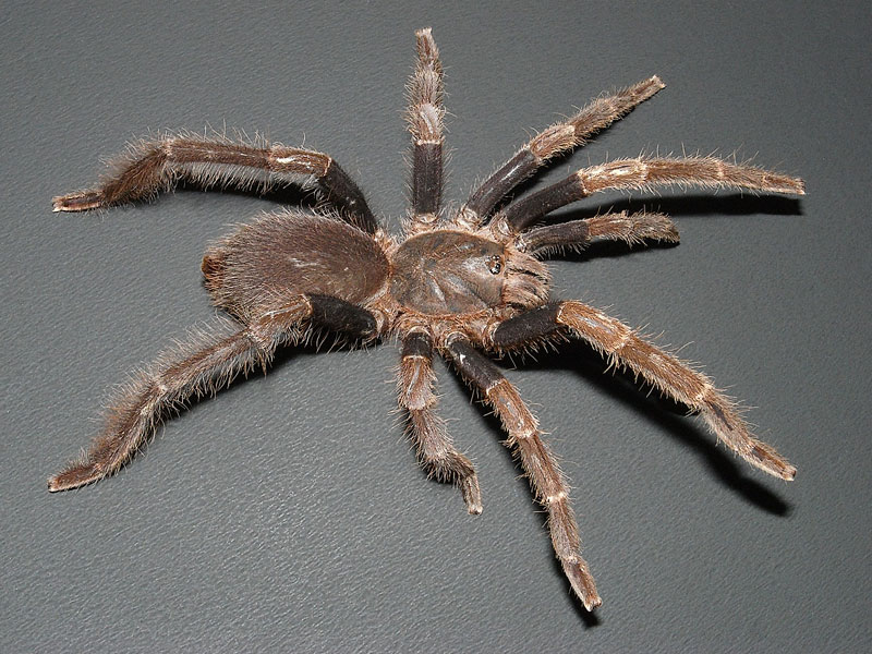 《 近状報告 》 マレー半島の蜘蛛。その１_f0061972_1918104.jpg