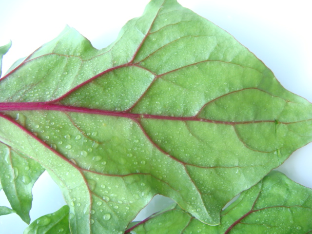 クリスマスを彩る野菜④　Spinaci...赤軸ホウレンソウ_a0084885_810444.jpg