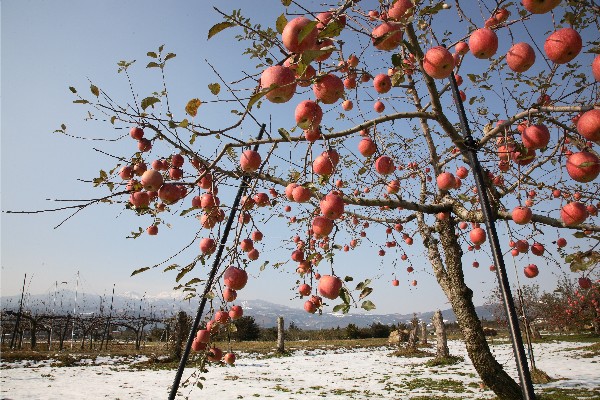 残りりんごと福島の冬景色_d0048189_23341517.jpg