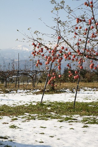 残りりんごと福島の冬景色_d0048189_23371469.jpg