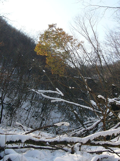 b0050305_7285872.jpg