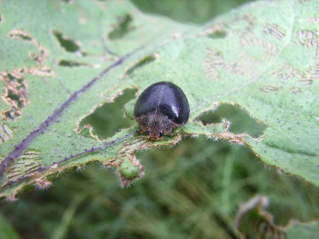 真っ黒で模様がないテントウムシ 昆虫ブログ むし探検広場