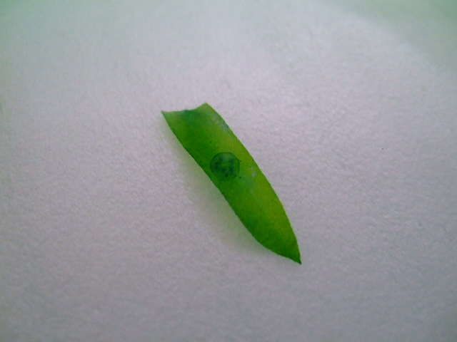 f0152308_13282388.jpg