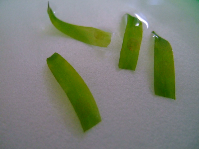 f0152308_1328510.jpg