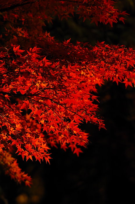 2007紅葉巡り・嵯峨野鳥居本_f0032011_20301945.jpg