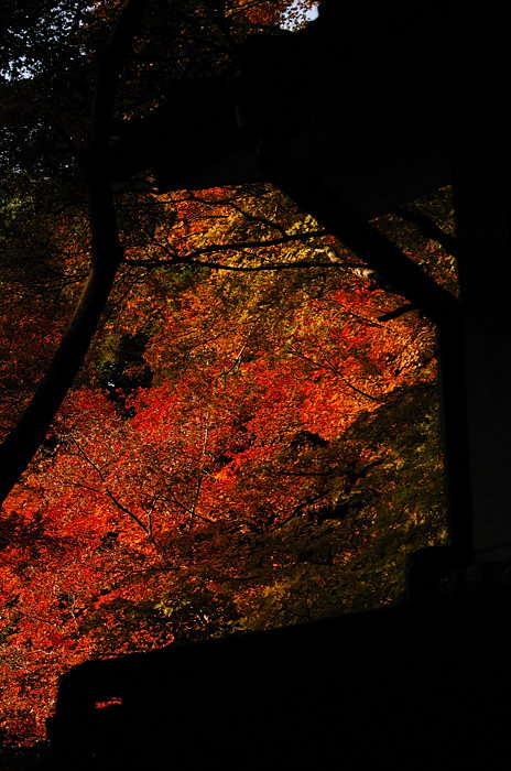 2007紅葉巡り・嵯峨野鳥居本_f0032011_20302822.jpg