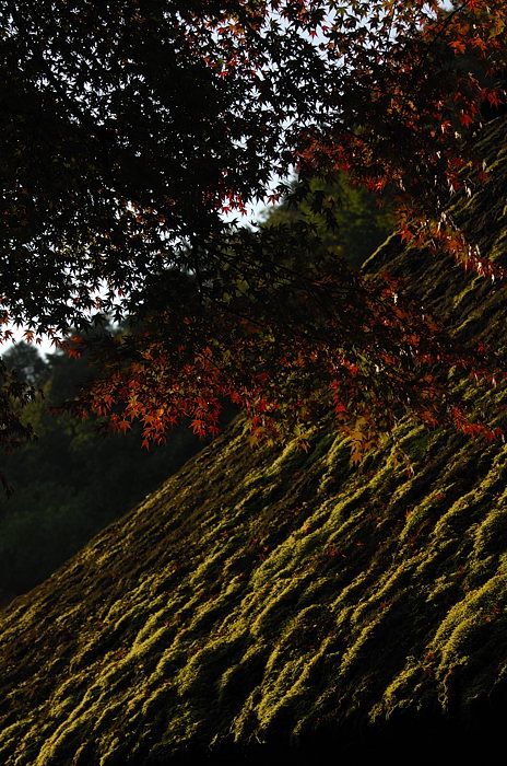 2007紅葉巡り・嵯峨野鳥居本_f0032011_20304852.jpg