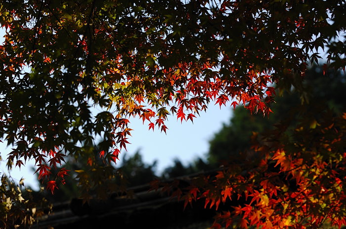 2007紅葉巡り・嵯峨野鳥居本_f0032011_20305951.jpg
