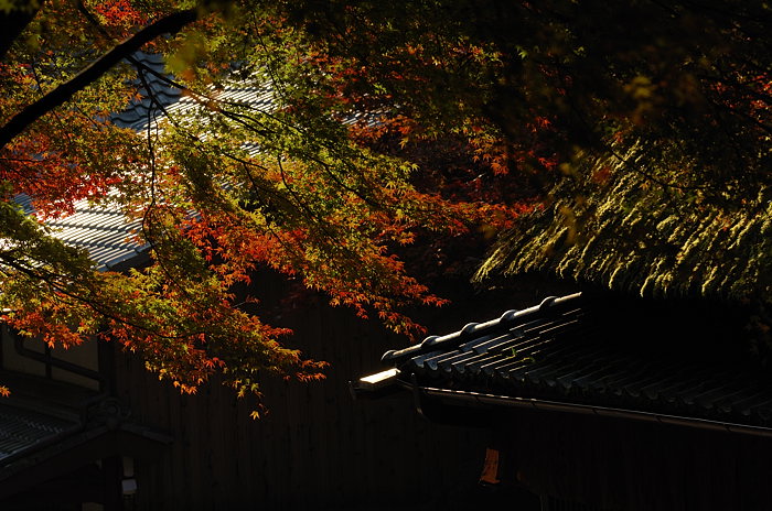 2007紅葉巡り・嵯峨野鳥居本_f0032011_2031922.jpg