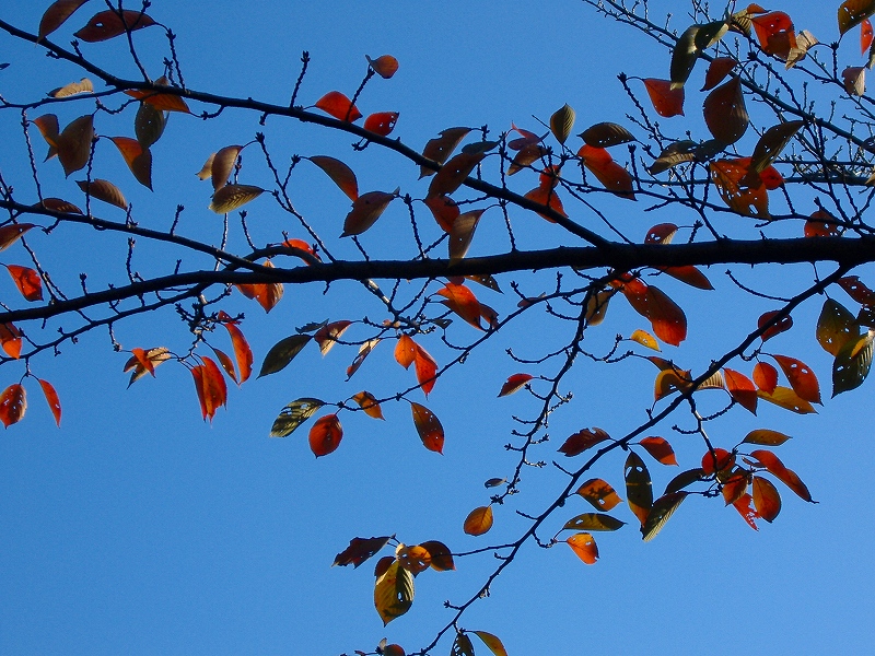 紅葉の空_c0152814_2401099.jpg