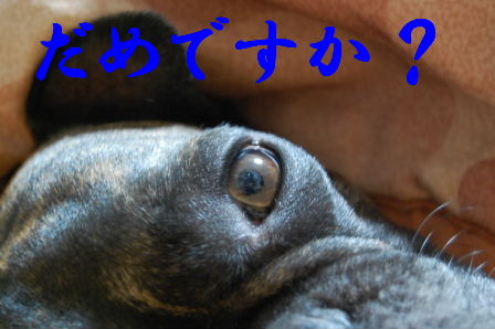 c0130324_23494831.jpg