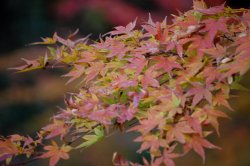 紅葉の山中温泉はテンポな人やわ～の巻_a0041925_2329688.jpg