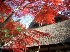 紅葉狩り_f0129726_21562994.jpg