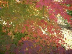 紅葉狩り_f0129726_229991.jpg