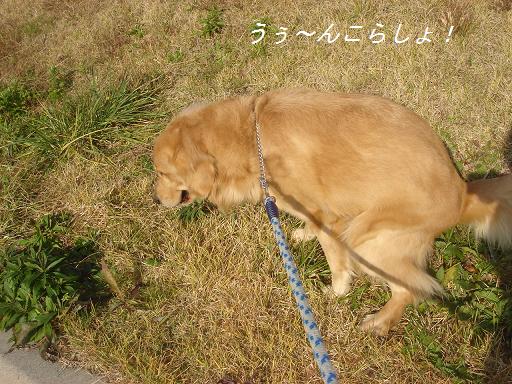 日本庭園(芦城公園)の散歩_f0114128_210612.jpg
