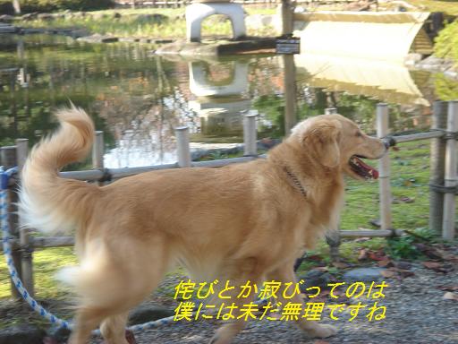 日本庭園(芦城公園)の散歩_f0114128_2110032.jpg