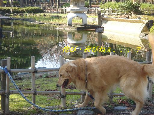 日本庭園(芦城公園)の散歩_f0114128_21111386.jpg