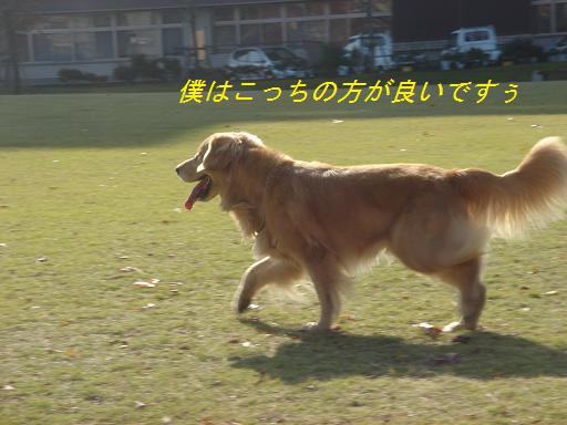 日本庭園(芦城公園)の散歩_f0114128_2118656.jpg