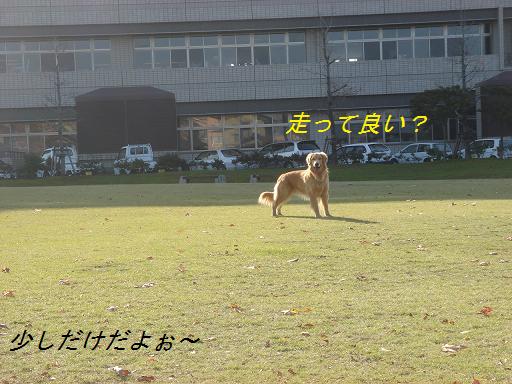 日本庭園(芦城公園)の散歩_f0114128_21191820.jpg