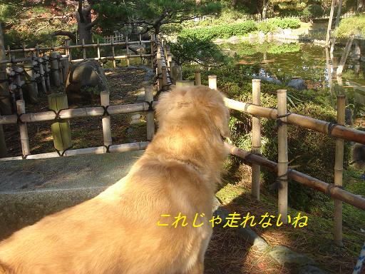 日本庭園(芦城公園)の散歩_f0114128_2153669.jpg