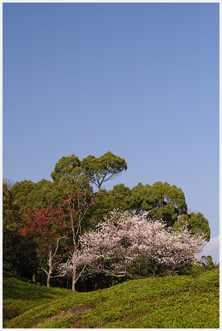 愛知県緑化センターで紅葉探し　　その4 　ＥＮＤ_e0077631_17205766.jpg