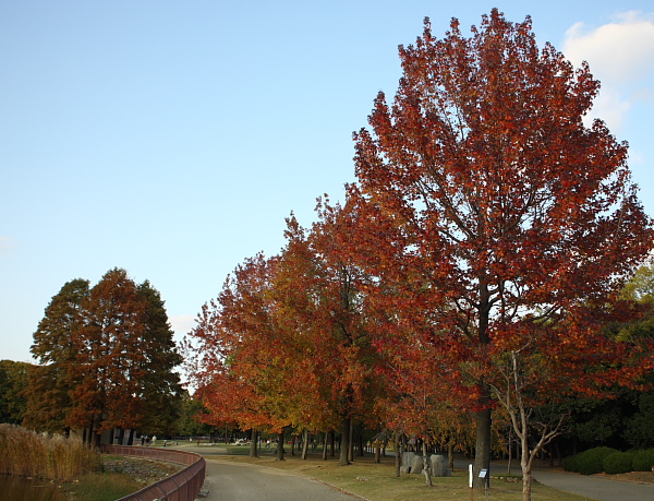 長居植物園_b0025946_23584470.jpg