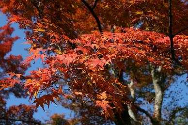 連休に紅葉三昧_c0049950_2059814.jpg