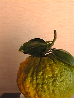 c0069552_14201949.jpg