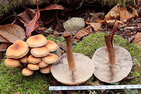 栗に似ている クリタケ 芦生原生林の博物誌 栗に似ている クリタケ 芦生原生林の博物誌