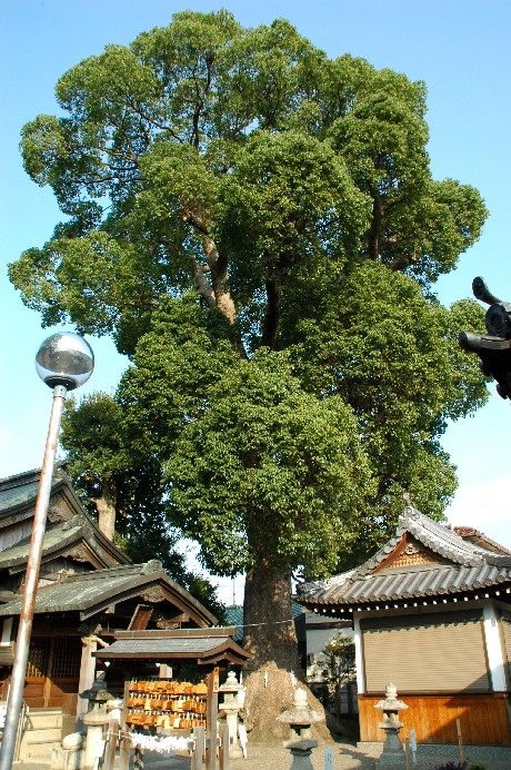 　　津秦天満宮 （つはた）_b0093754_23541270.jpg