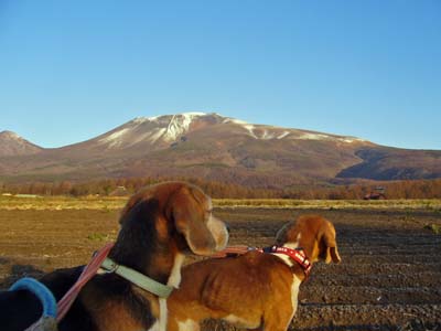 田舎は霜と霜柱の世界_b0045357_9481017.jpg