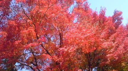 c0105957_2358798.jpg