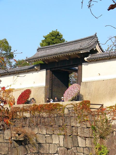 紅葉の大阪城公園（５）大阪城楼門の懸崖菊_b0063958_2226551.jpg