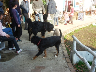 犬と犬と時々カッパ_e0059569_22371277.jpg