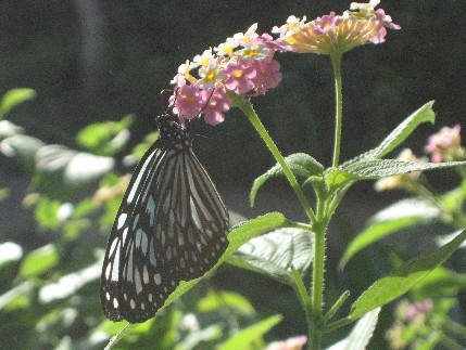 e0050471_3255025.jpg