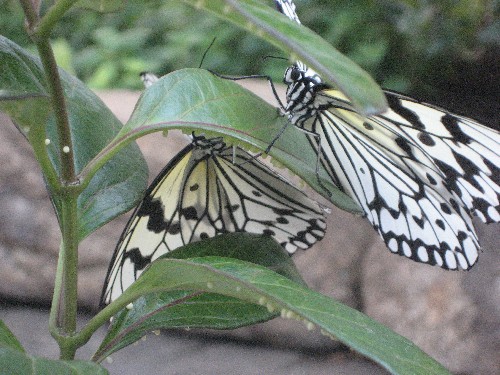 e0050471_3291249.jpg
