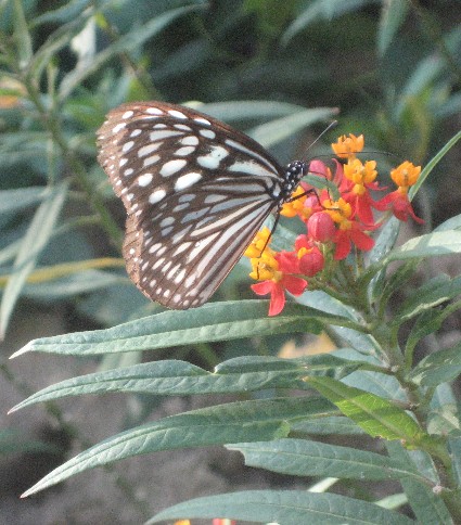 e0050471_337161.jpg