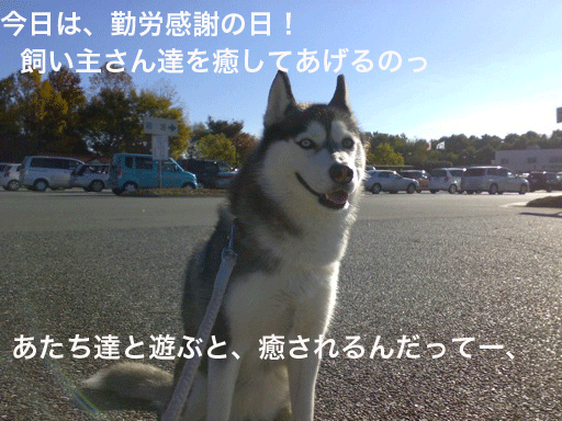 d0087675_1601836.gif