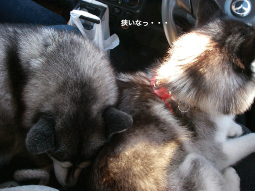 d0087675_17191010.gif