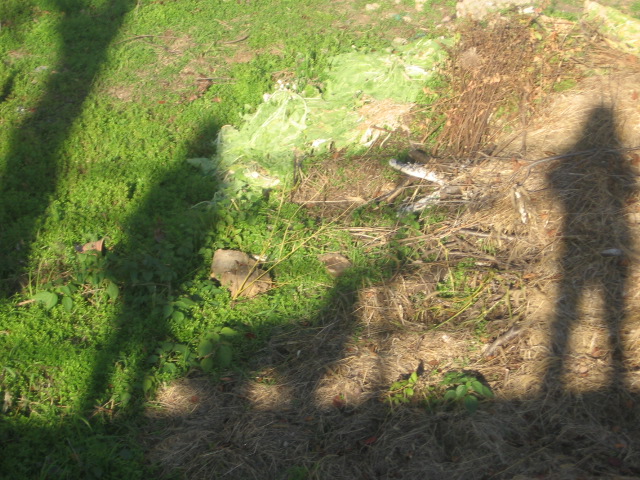 e0117976_16461551.jpg