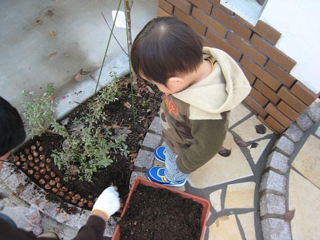 クロッカス密植大作戦_d0081481_220692.jpg